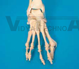 Hallux foot, single bones